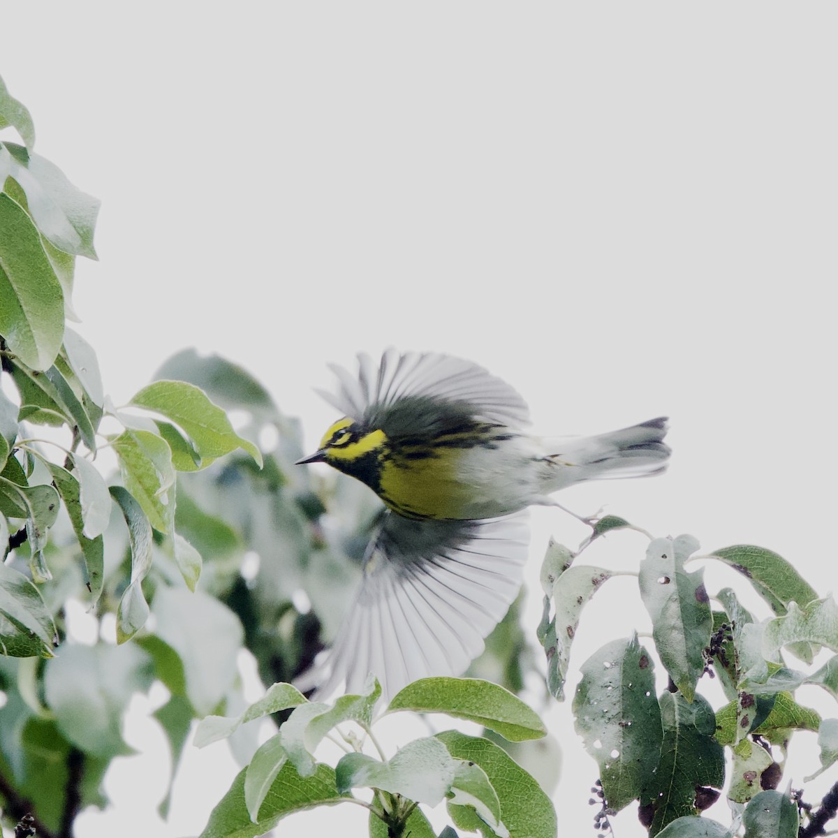 Townsend's Warbler - ML643889648