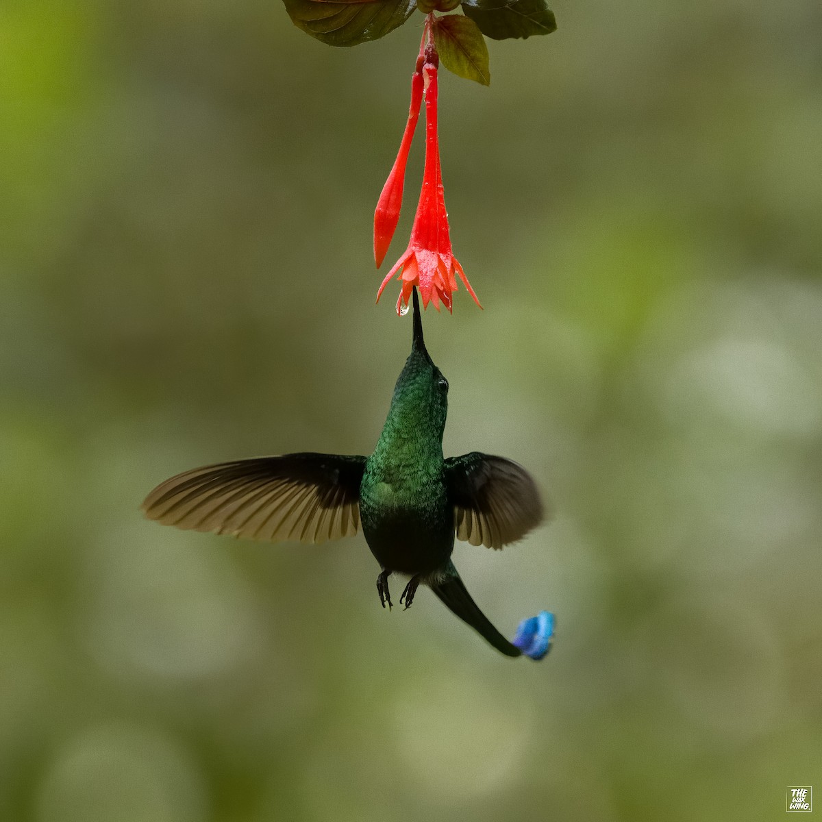 Long-tailed Sylph - ML643889663