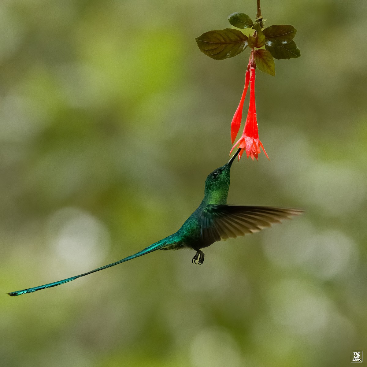 Long-tailed Sylph - ML643889664