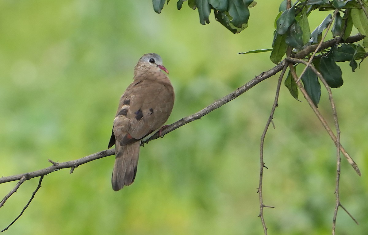 Blue-spotted Wood-Dove - ML643889665