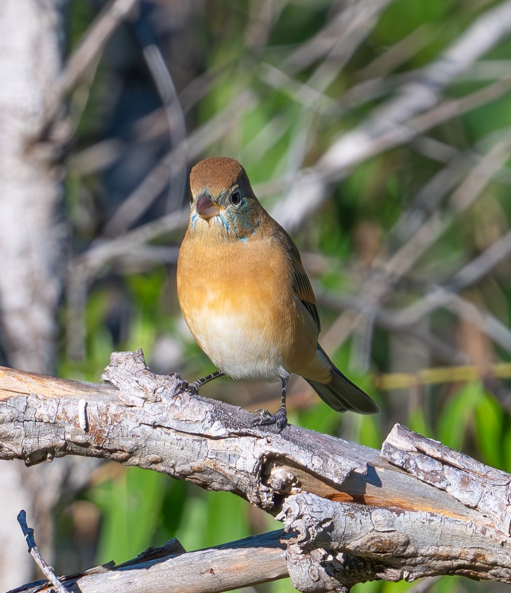Lazuli Bunting - ML643889680