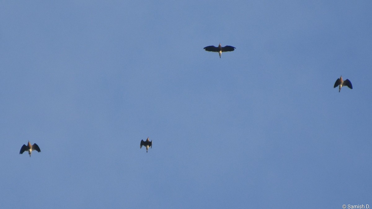 Indian Courser - ML643889689