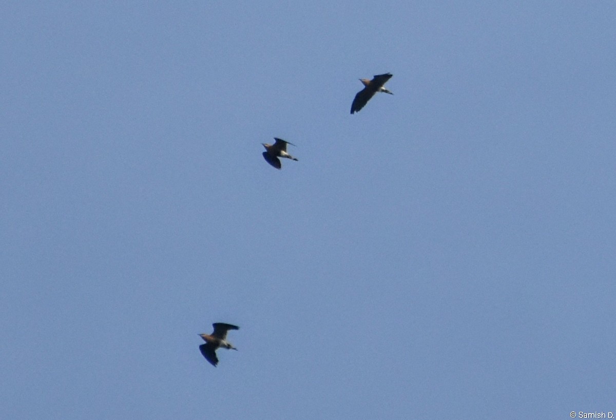 Indian Courser - ML643889690