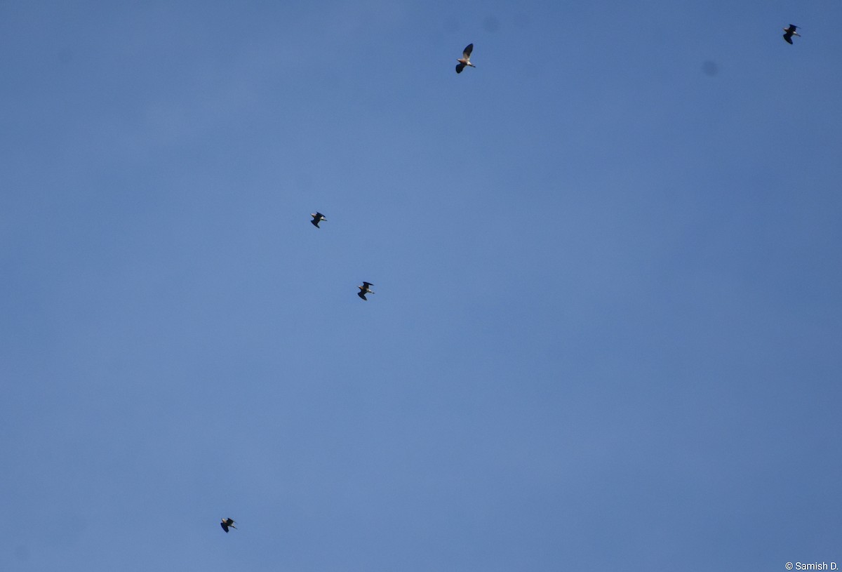 Indian Courser - ML643889691