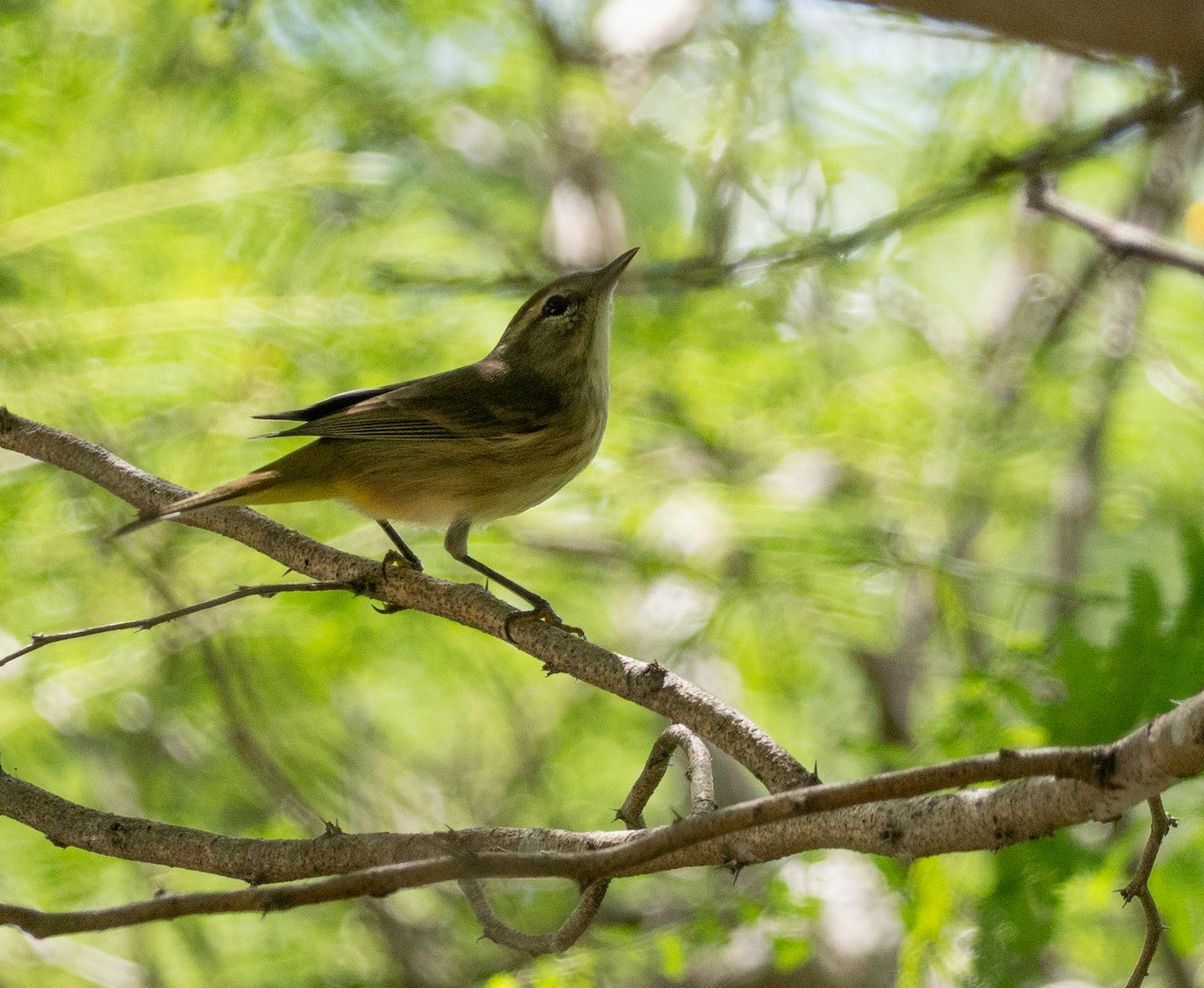 Palm Warbler - ML643889696