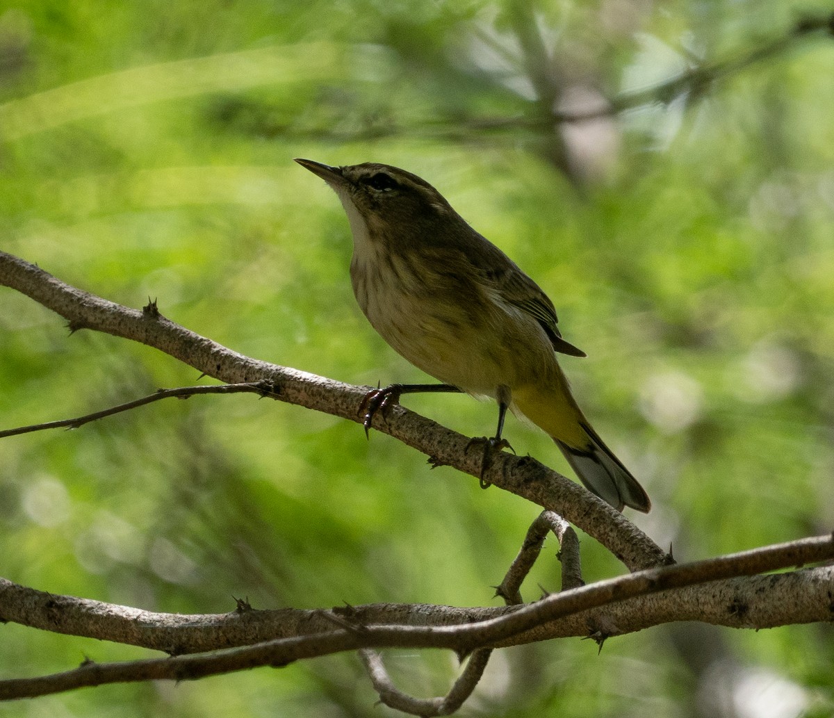Palm Warbler - ML643889699