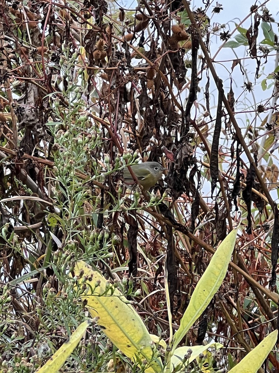 Nashville Warbler - ML643889702