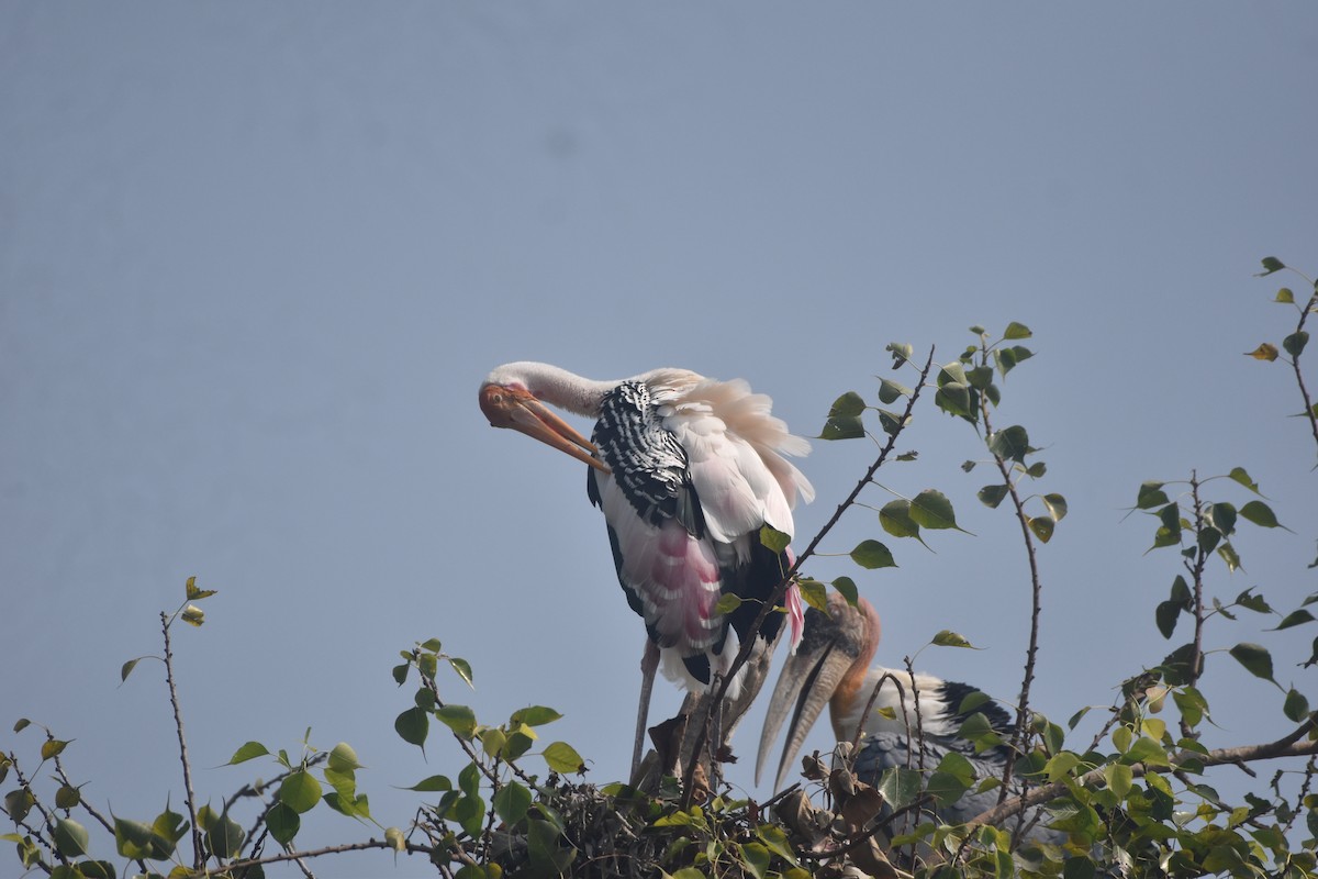 Painted Stork - ML643889708