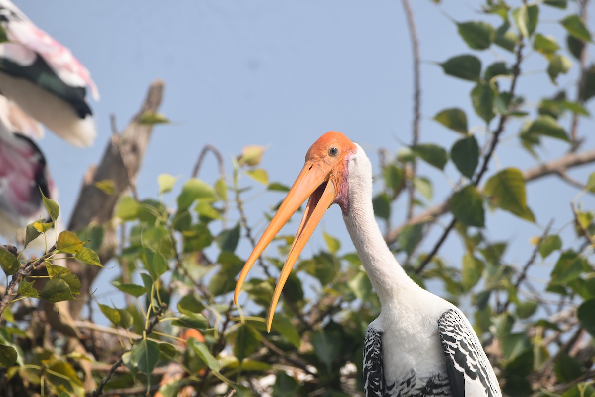 Painted Stork - ML643889709