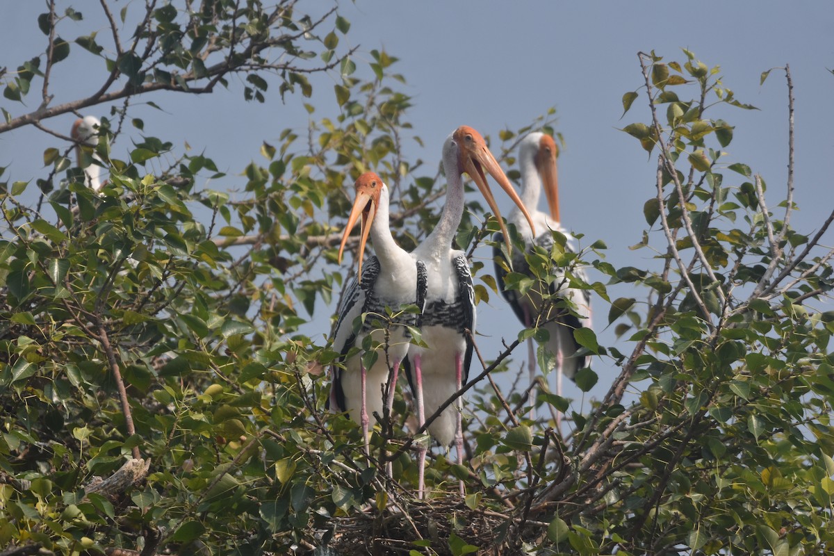 Painted Stork - ML643889710