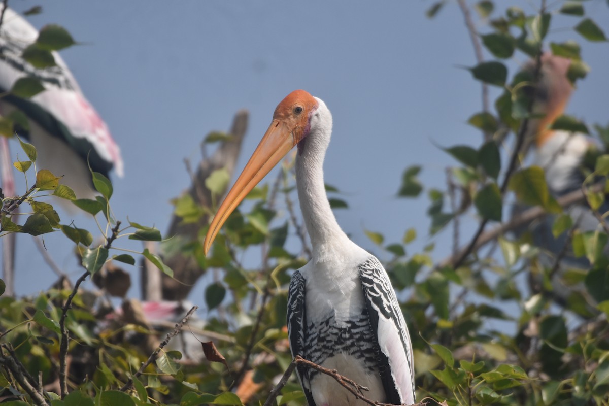 Painted Stork - ML643889711