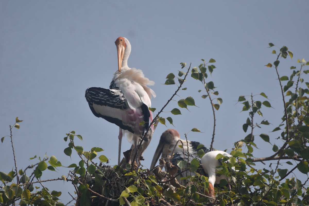 Painted Stork - ML643889712