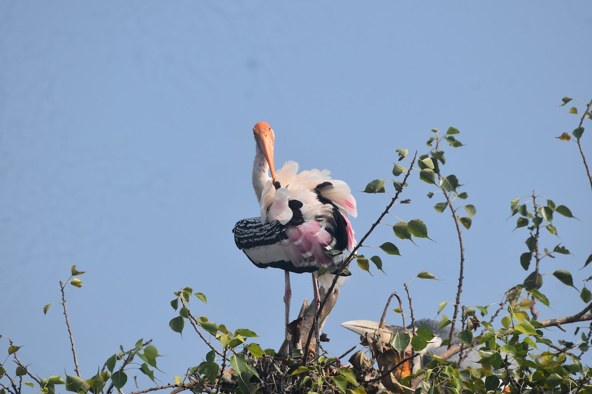 Painted Stork - ML643889715
