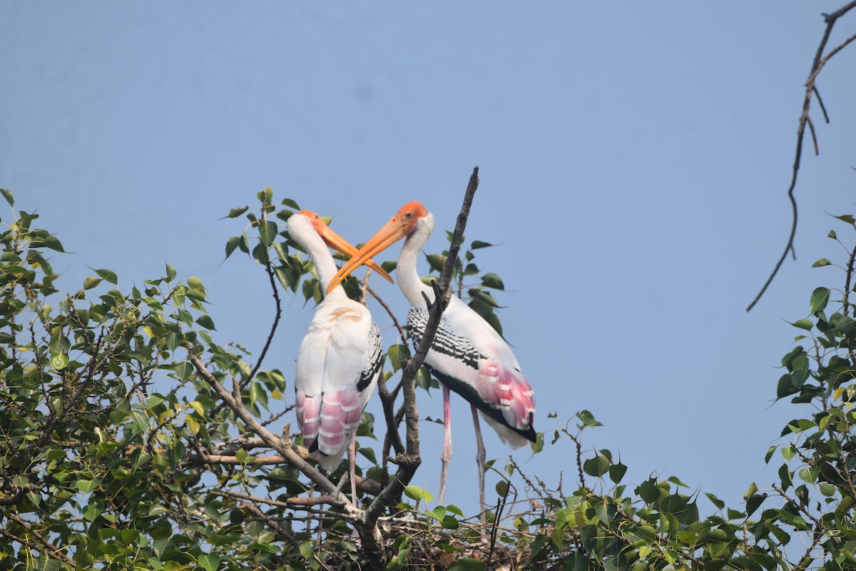 Painted Stork - ML643889716