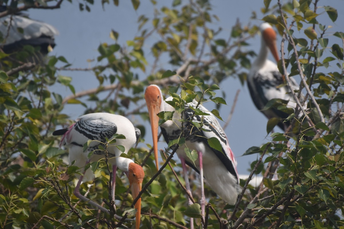 Painted Stork - ML643889717