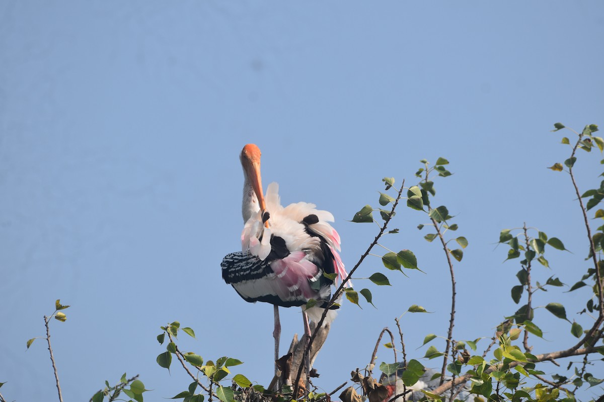 Painted Stork - ML643889718