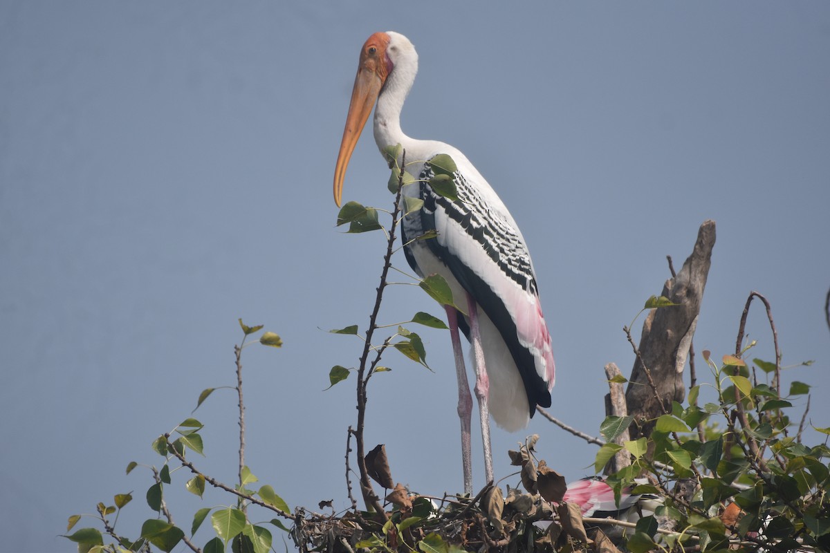 Painted Stork - ML643889719