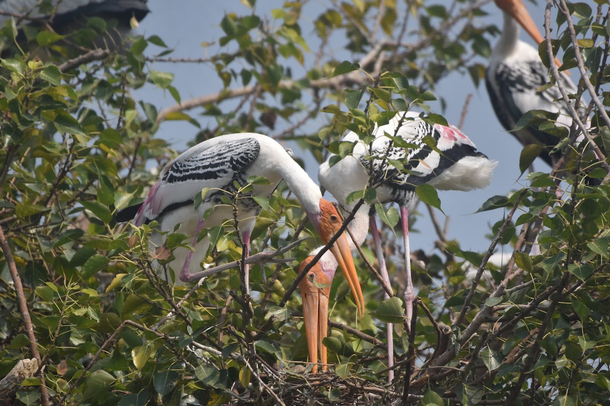 Painted Stork - ML643889720