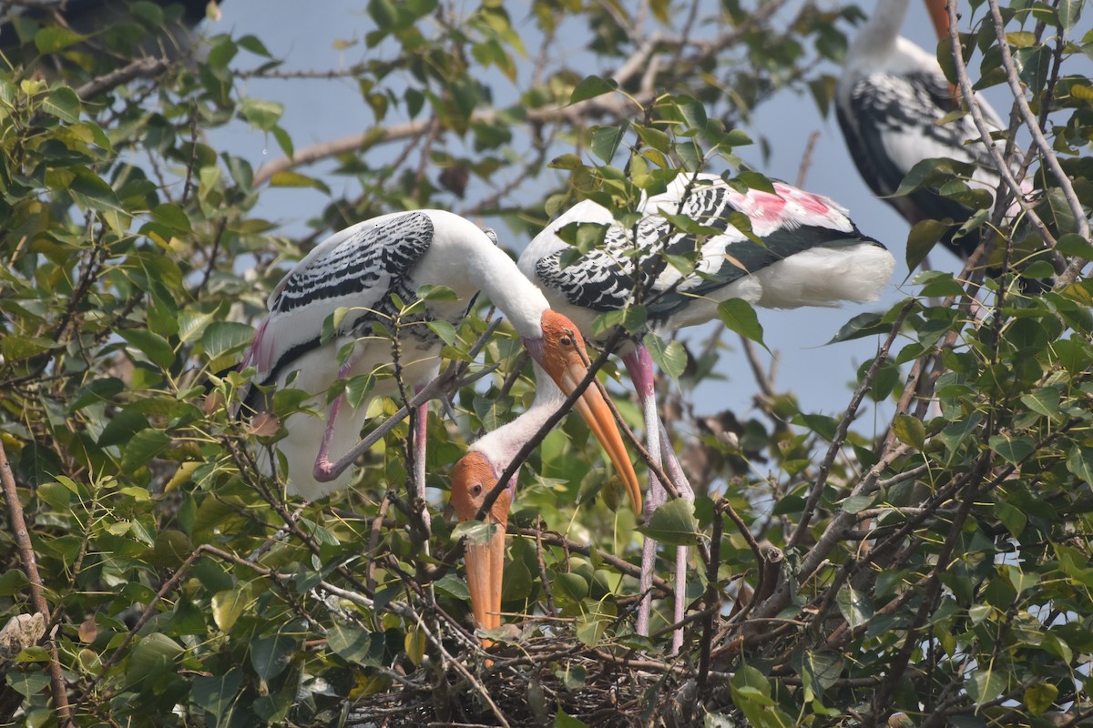 Painted Stork - ML643889721