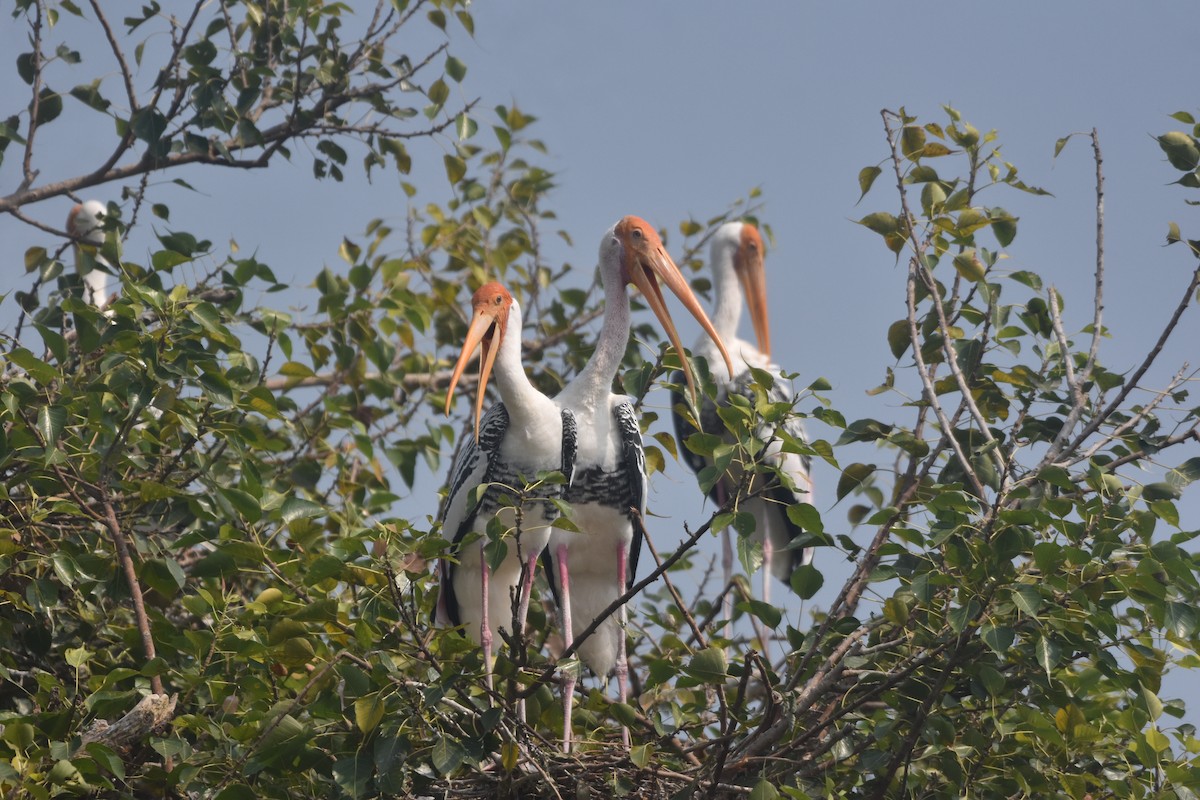 Painted Stork - ML643889722