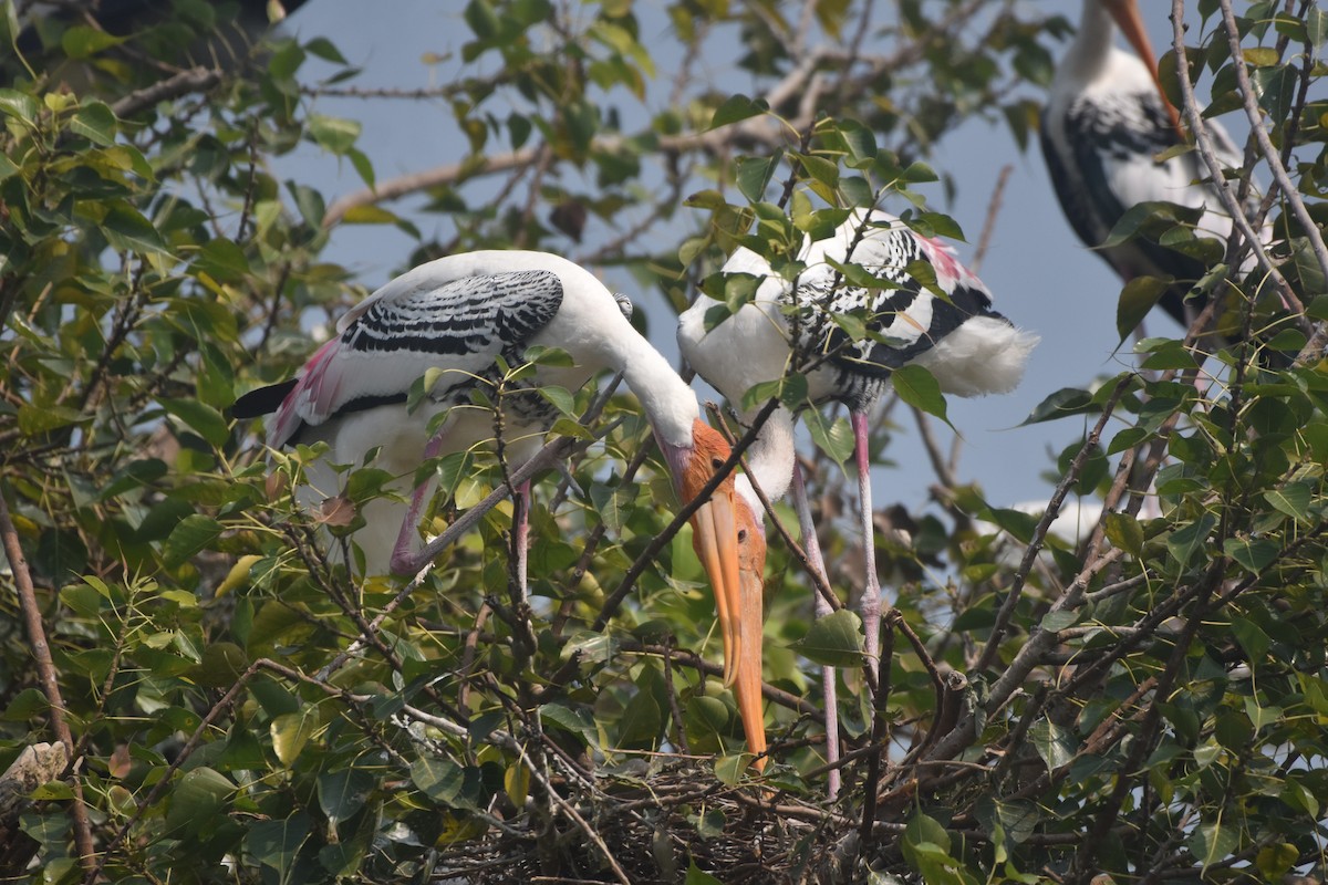 Painted Stork - ML643889723