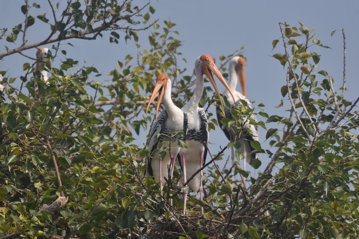 Painted Stork - ML643889724
