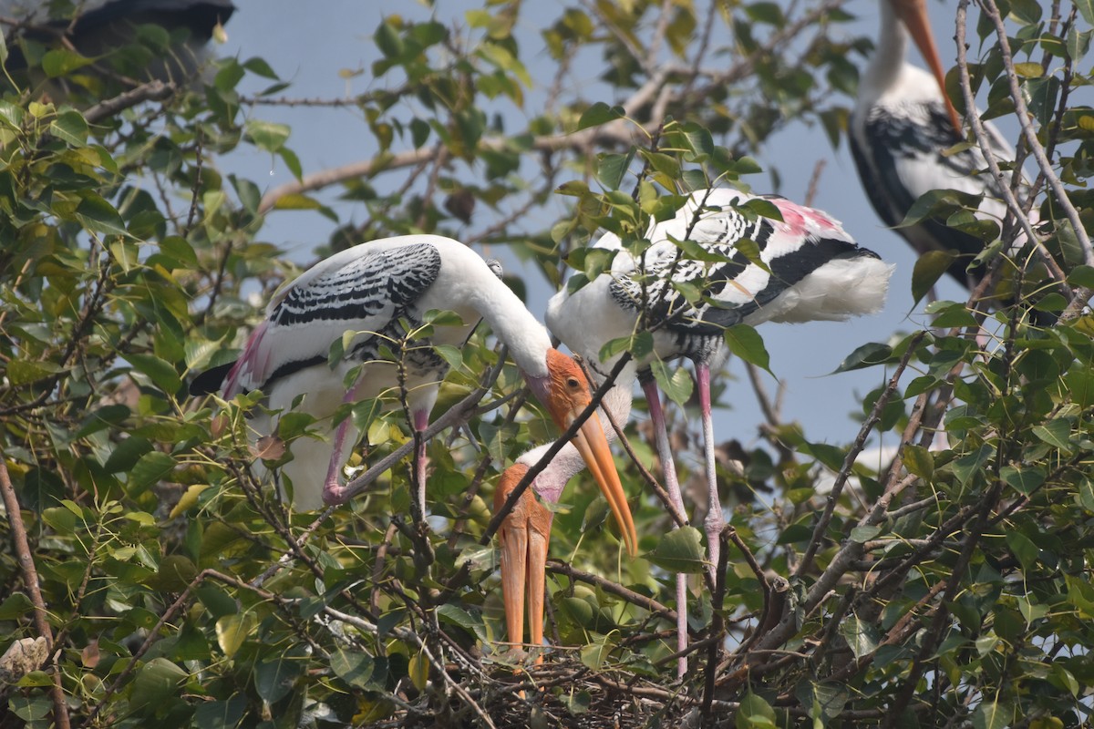 Painted Stork - ML643889725