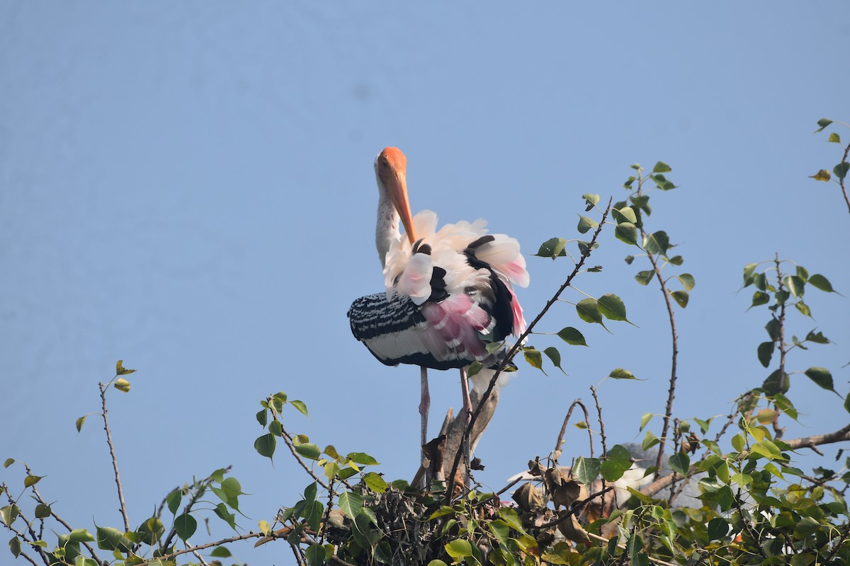 Painted Stork - ML643889726