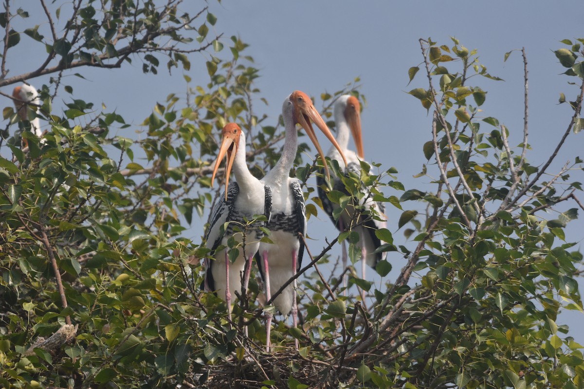 Painted Stork - ML643889727