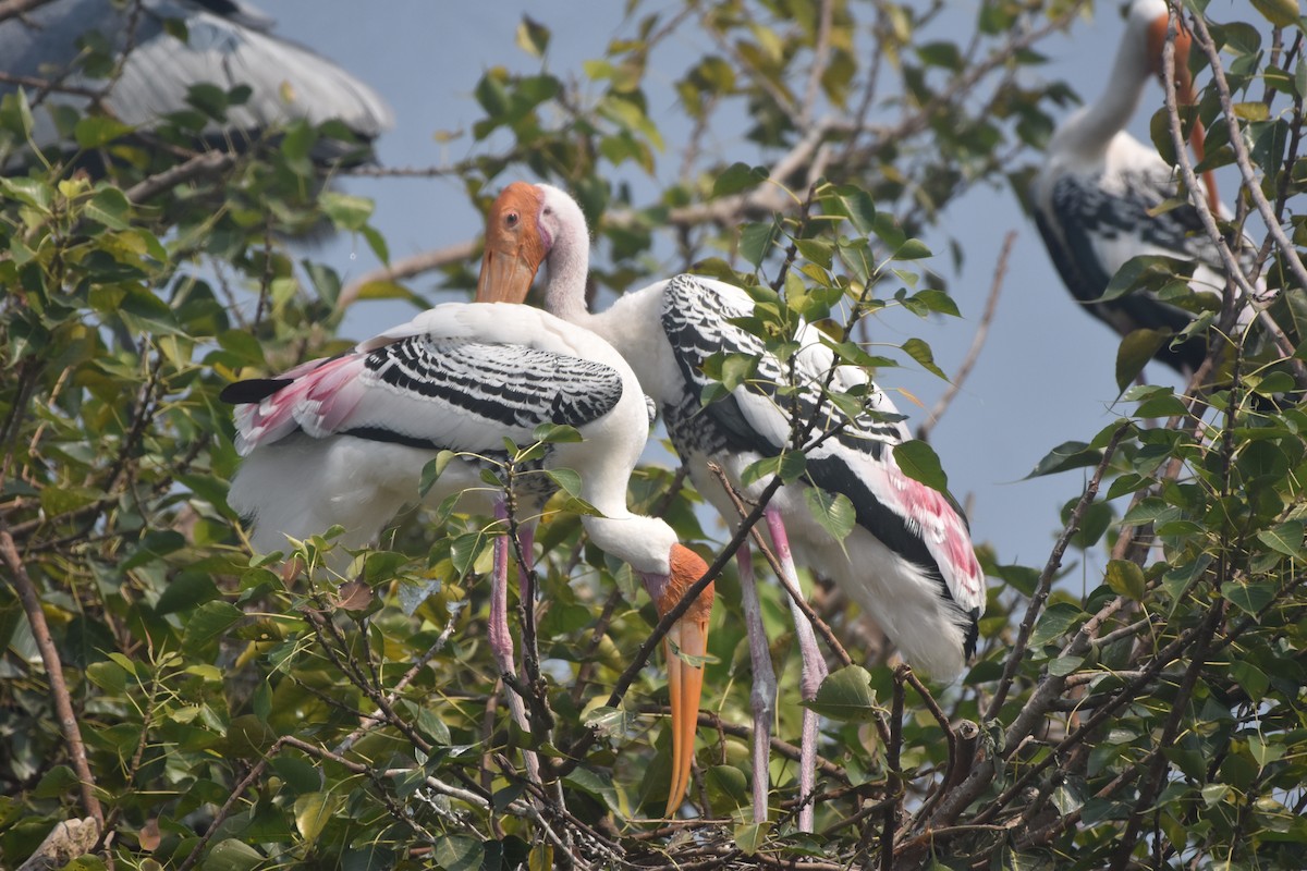 Painted Stork - ML643889728