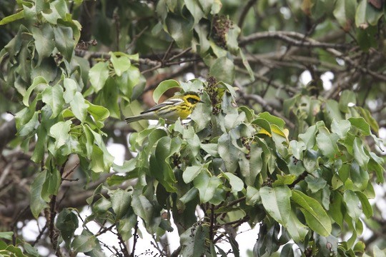 Townsend's Warbler - ML643889767