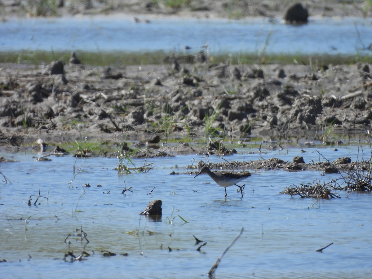 Wood Sandpiper - ML643889773