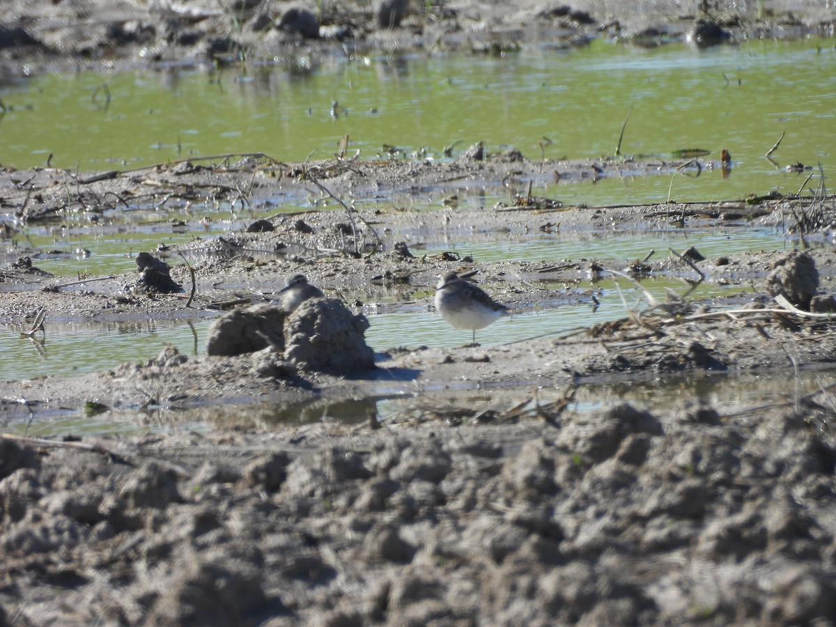 Wood Sandpiper - ML643889781