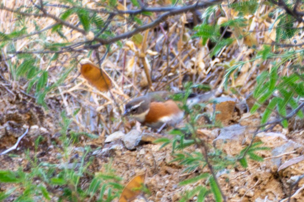 Bolivian Warbling Finch - ML643889787