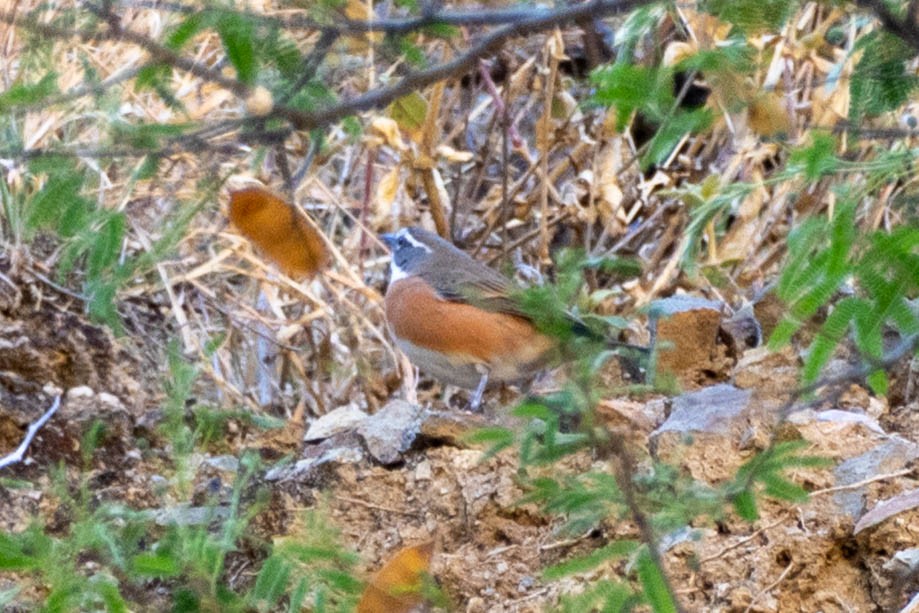 Bolivian Warbling Finch - ML643889788
