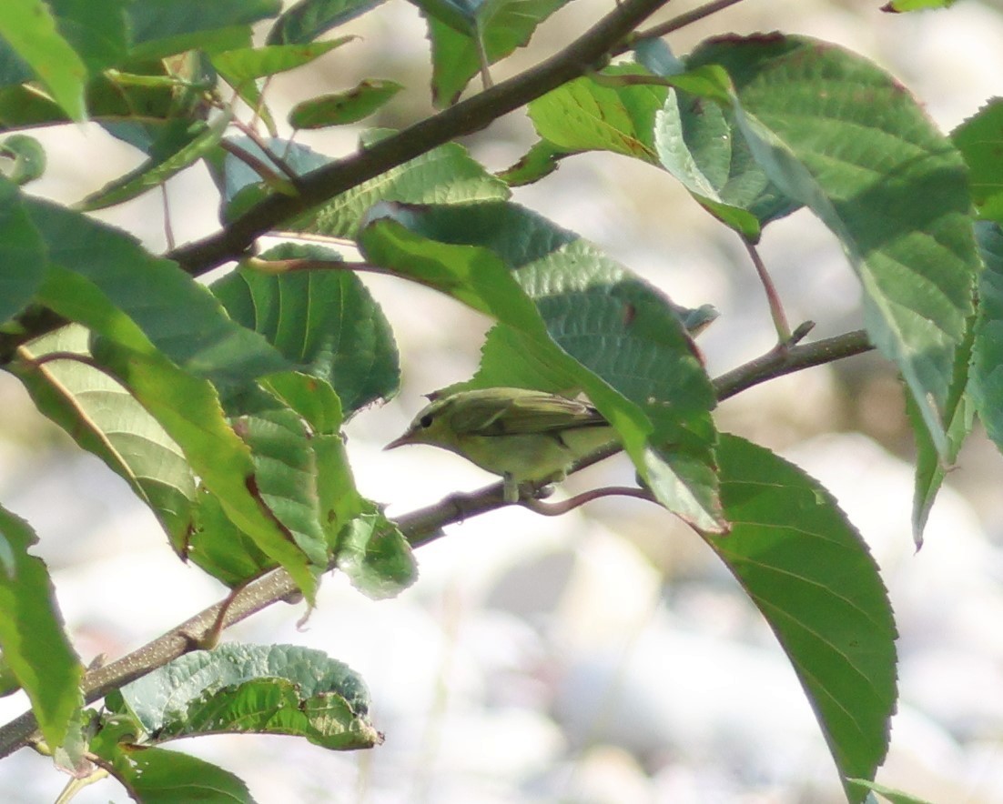 Mosquitero del Cáucaso - ML643889797