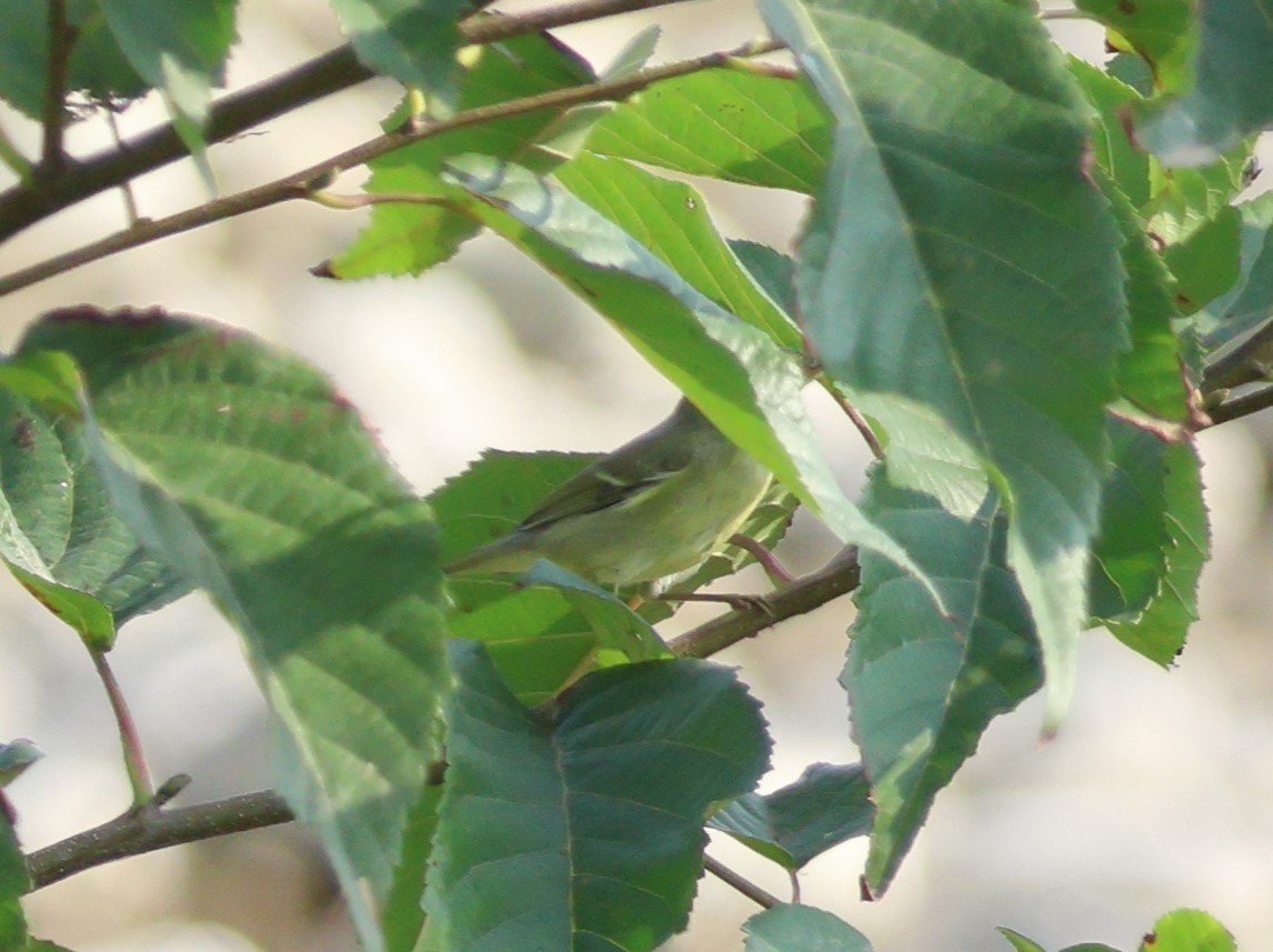 Mosquitero del Cáucaso - ML643889798