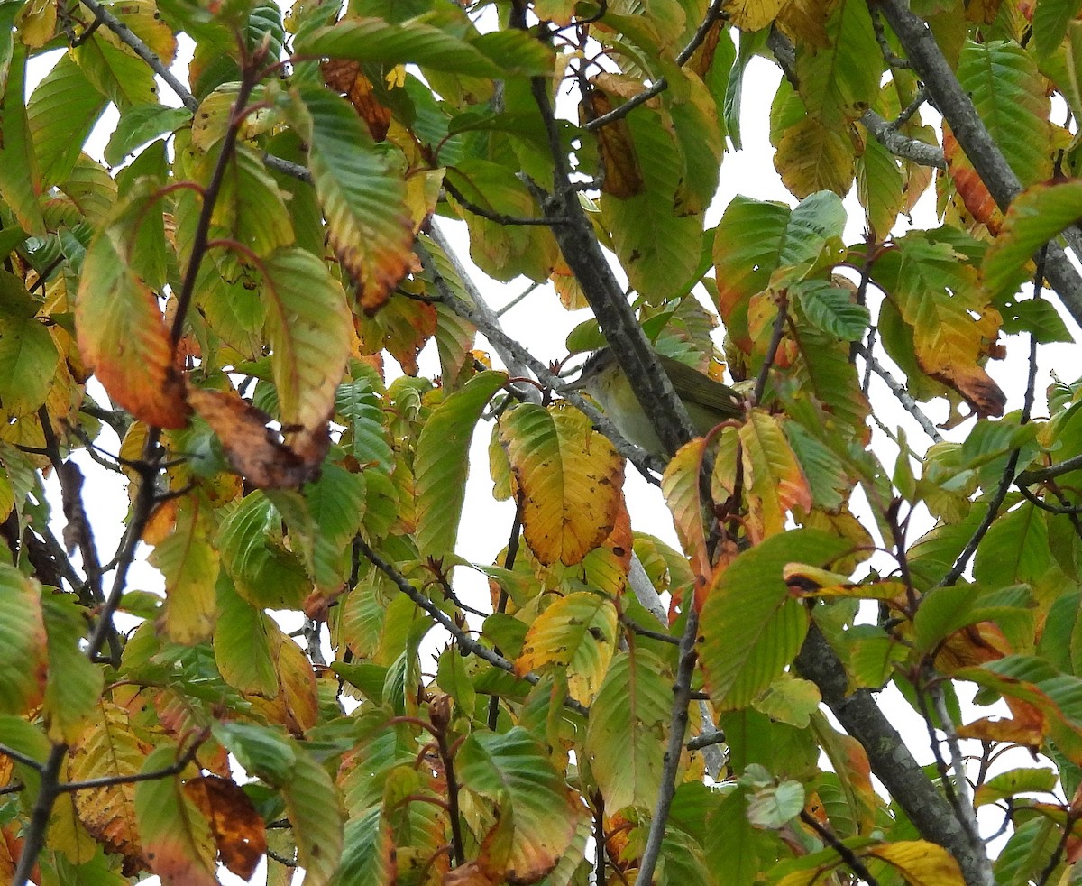 Vireo Verdiamarillo - ML643889803