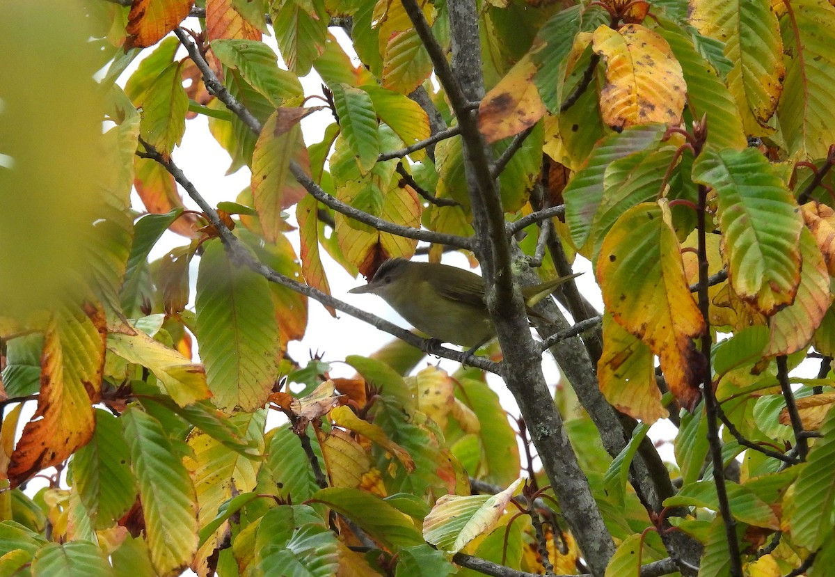 Vireo Verdiamarillo - ML643889804