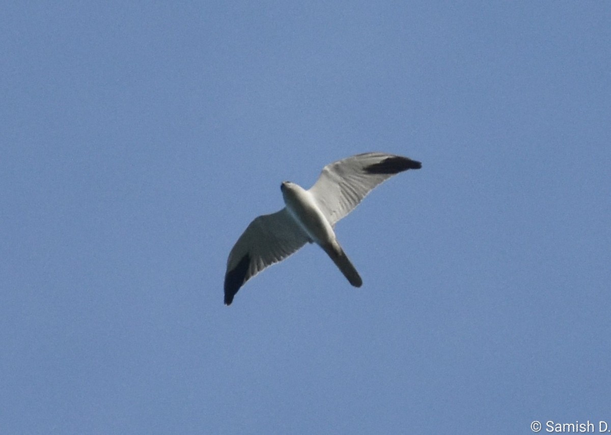 Aguilucho Papialbo - ML643889806