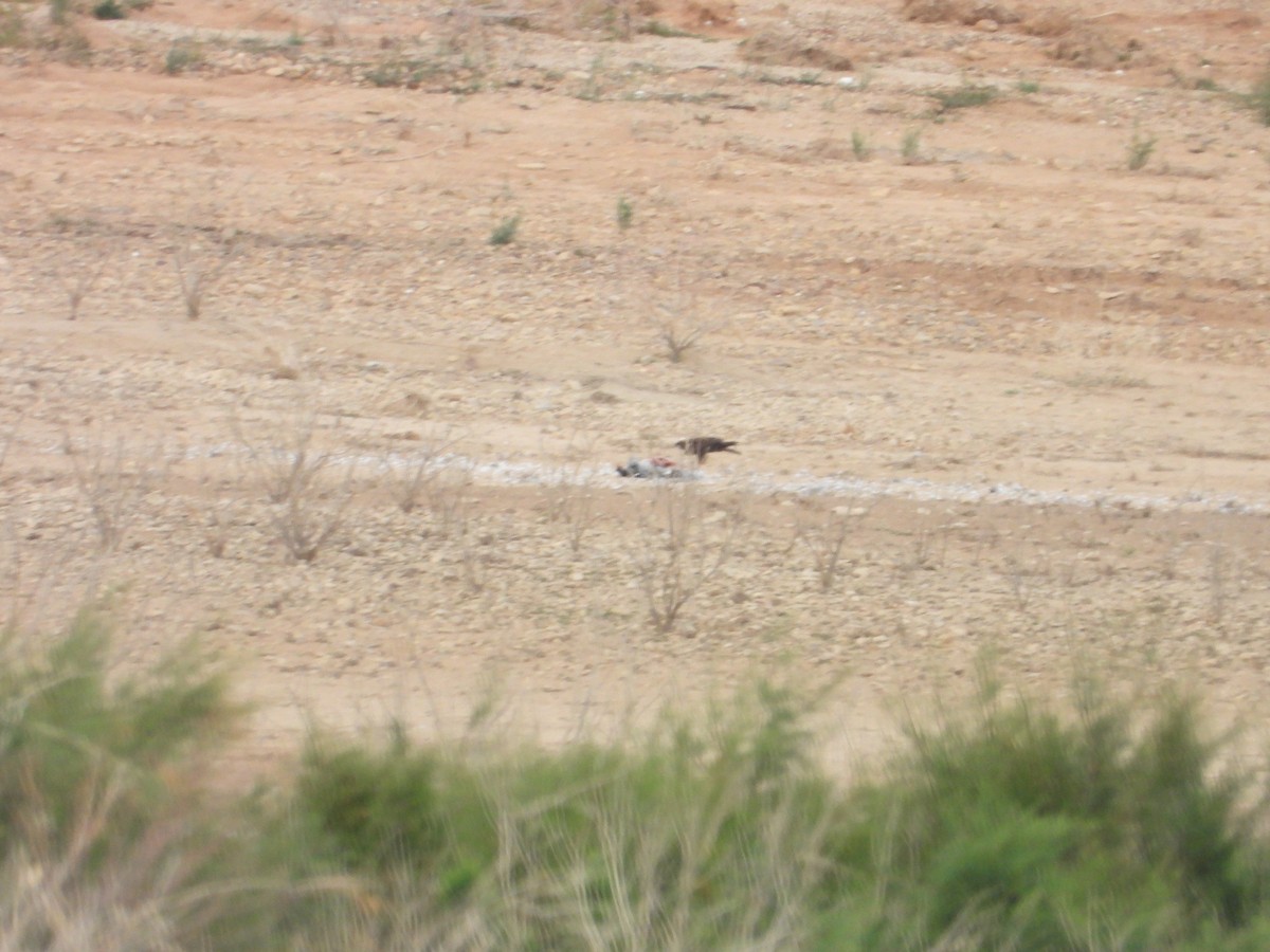 Grulla Común - ML643889809