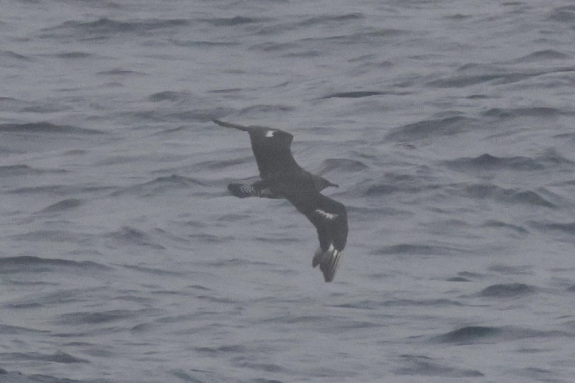 Págalo Pomarino - ML643889811