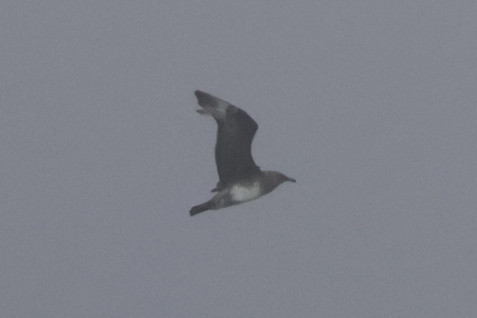 Págalo Pomarino - ML643889812
