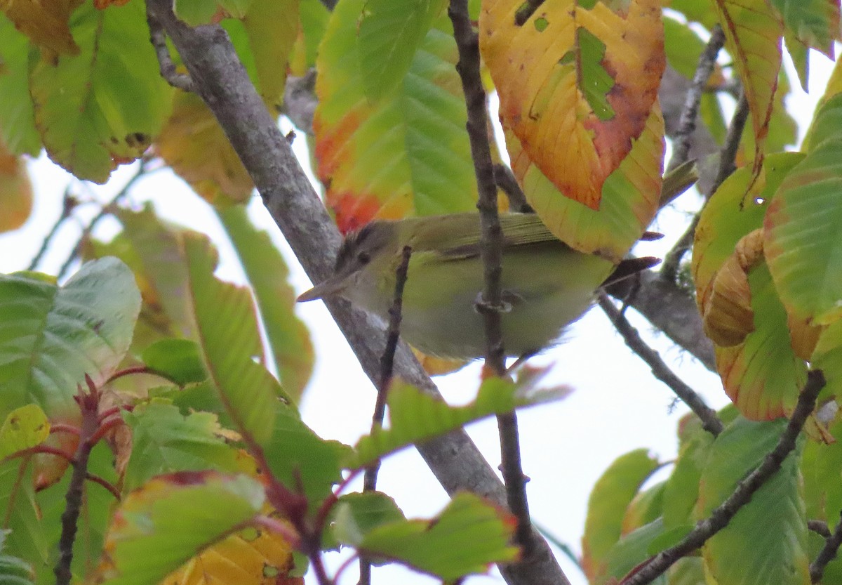 Vireo Verdiamarillo - ML643889813