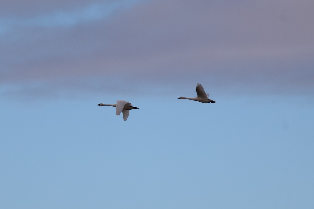 Cisne Chico - ML643889834