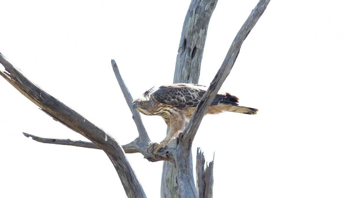 Águila Variable (crestada) - ML643889837