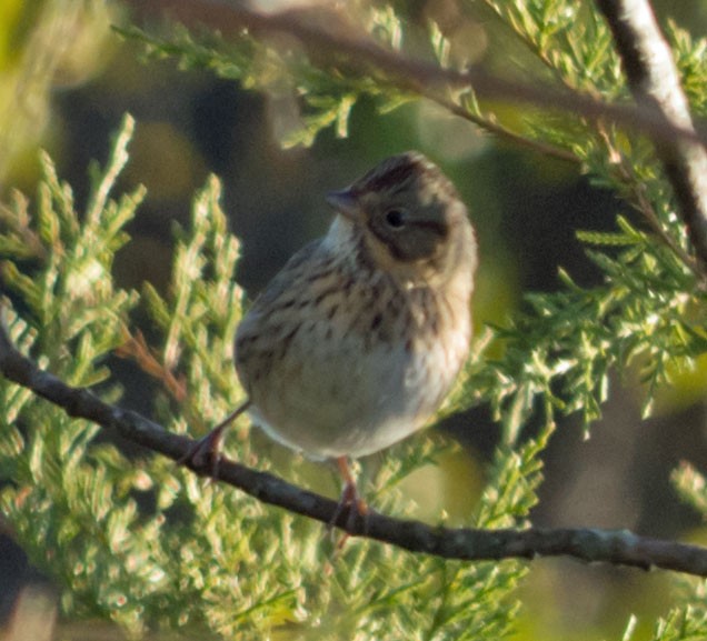 Lincoln's Sparrow - ML643889838