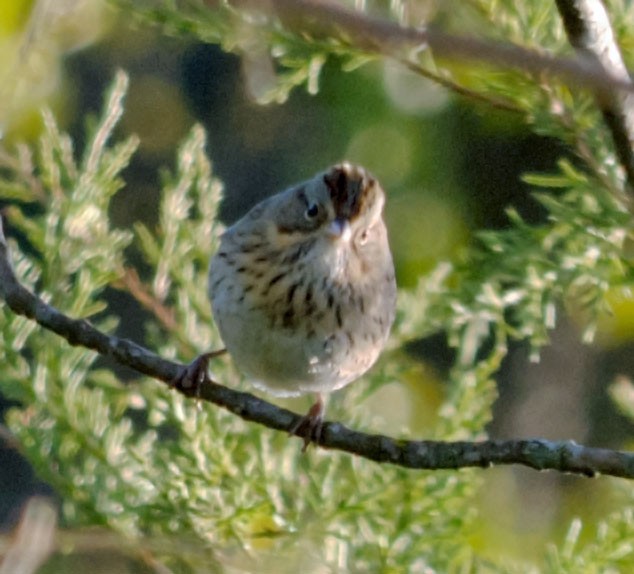 Lincoln's Sparrow - ML643889839