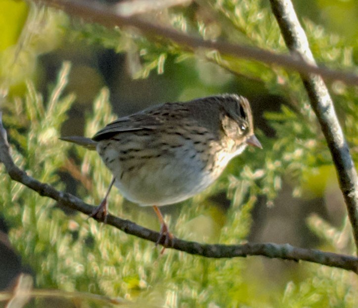Lincoln's Sparrow - ML643889840
