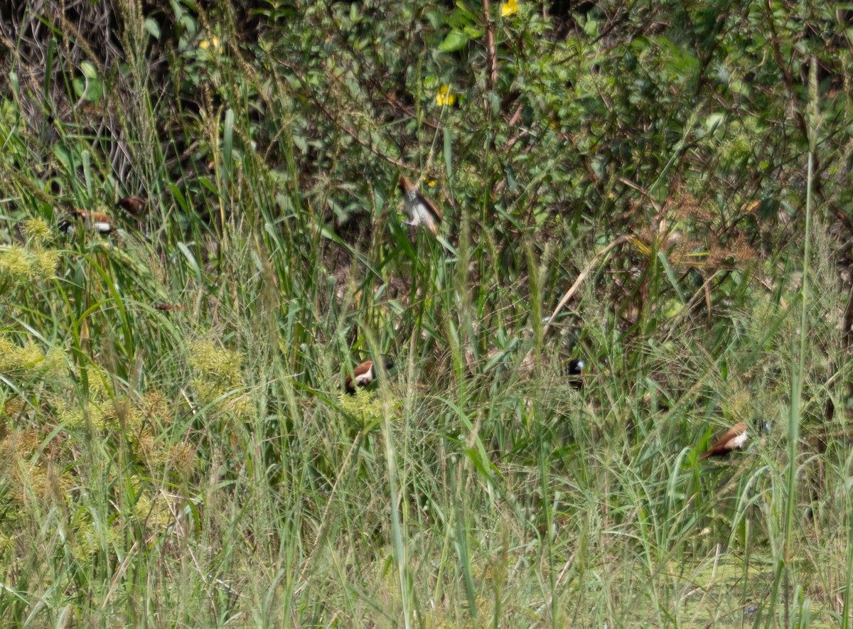 Scaly-breasted Munia - ML643889871